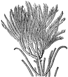 "The <em>Crinoidea</em>, which belong to the family of starfishes, are mostly attached to marine rocks by a sort of root, having a long, flexible stem, which enables them to execute movements in the circle limited only by the length of this stem."