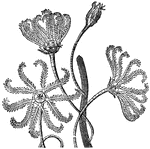 "The <em>Crinoidea</em>, which belong to the family of starfishes, are mostly attached to marine rocks by a sort of root. Another division of this family, although at first fixed to some rooted stem, in their adult state they throw off the bonds and move freely, swimming through the water water or clinging to mussel or oyster banks."