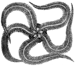 "This figure shows a specimen of a family in which the arms are something like the tails of serpents. This species lives in she seas of the Antilles; the five arms are each provided with three to four rows of spines."