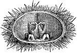 The organs of mastication of the Sea Urchin. Mastication, or chewing, is the process by which food is crushed and ground by teeth.