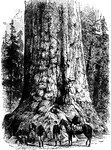 The Grizzly Giant is a giant sequoia in Mariposa Grove, situated in Yosemite National Park. The tree has been measured many times, most recently in 1990 by Wendell Flint the tree has a volume of 34,005 cubic feet, making it the 25th largest giant sequoia living today.