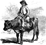 A small male child riding a young cow.