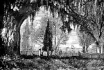 An illustration of Magnolia Cemetery located in Charleston, South Carolina. Approximately 35,000 people are buried at Magnolia Cemetery, 2,200 of which are Civil War Veterans.  Included in that number are five Confederate generals and fourteen signers of the Ordinance of Succession.