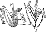 "1. Locusta of Agrostis alba; 2. paleae and stamens, &c. of the same." -Lindley, 1853
