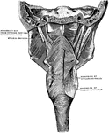 The muscles of the pharynx. On the right side most of the inferior constrictor has been removed, on the left side the Digastric and Stylohyoid have been removed.