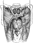 Muscles of the soft palate, the pharynx being laid open from behind and mucous membrane removed.