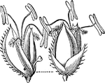 "9. locusta of Cynodon dactylon; 10. paleae, and abortive floret of the same." -Lindley, 1853