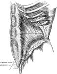 The internal oblique muscles