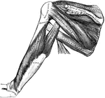 Muscles on the dorsum of the scapula and triceps.