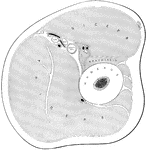 Horizontal section at middle of right arm. Labels: B.V., basilic vein; CEPH. V., cephalic vein; I.C.N. internal cutaneous nerve; I.P.A., inferior profunda artery; M.C.N., musculocutaneous nerve; M.N., median nerve; M.S.N., musculospiral nerve; S.P.A., superior profunda artery; U.N., ulnar nerve.