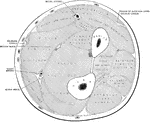 Transverse section through the middle of the right forearm, in the position of semipronation.