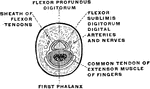 Section passing through the middle third of the first phalanx of the middle finer. The tendon of the flexor sublimis digitorum is divided into two small bands, which spread laterally and engage themselves between the osseous plane and the Flexor profundus digitorum.