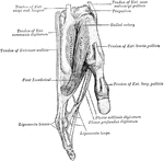 The tendons attached to the right index finger.