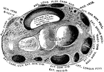 Transverse section through the wrist, showing the annular ligaments and the canals for the passage of the tendons.