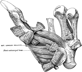Muscles of the Thumb | ClipArt ETC