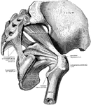 Muscles of the true pelvis on the right side, viewed from without and below. The quadratus having been removed, the gemelli are also not shown.