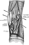 Region of the knee, seen obliquely from behind and within.