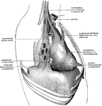 The pericardium is a conical serofibrous sac in which the hear and the commencement of the great vessels are contained. Show are the ligaments of the pericardium. Right lateral view, showing the right vertebropericardial ligaments, the right phrenopericardial, and the superior and inferior sternopericardial ligaments.