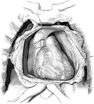 Position of the heart. The pericardium laid open.