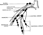 An axillary node is a lymph node of the upper extremity. Shown is the scheme of the axillary nodes. The dotted line indicates the position of the clavicle.