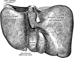 Lymphatics of the inferior surface of the liver.
