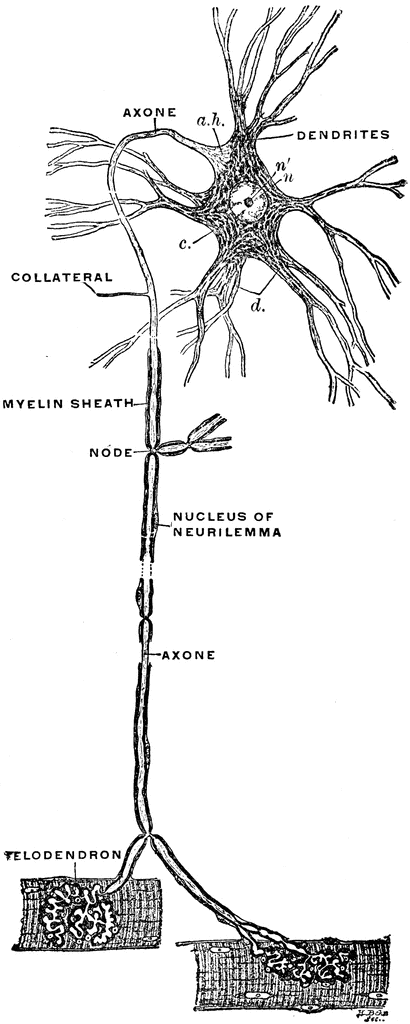 Parts Of A Motor Neuron