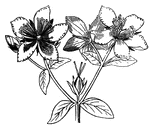 Flowers of St. John's Wort, (Gray, 1858).