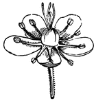 Flower of Sandwort, magnified(Gray, 1858).