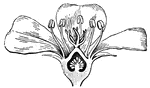 Half of the flower of the common Purslane, (Gray, 1858).