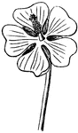 The flower of the Marsh-Mallow.