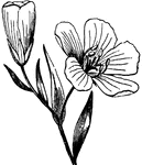 The Common Flax flower, of the Order Linaceae.