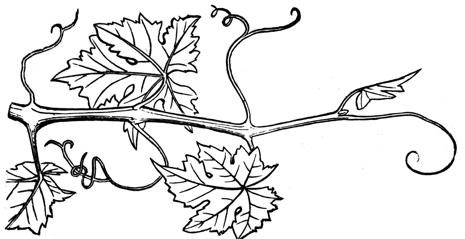 Ветка лозы винограда рисунки