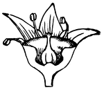 The flower of a Buckhorn, cut in half.