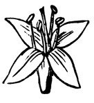 Flower of the Dogwood, or Cornel.