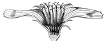 Head of chickory flowers, divided lengthwise and enlarged.