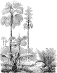 "Palm Trees. 1. Corypha Gebanga; 2. Nipa fruiticans." -Lindley, 1853