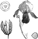 Iris germanica or German Iris and the ripe capsule of an Iris.
