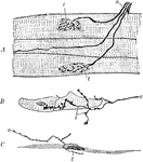 Diagram of motor nerve endings in A. striated muscle. B, cardiac muscle. C, nonstriated muscle. Labels: a, axon; t, telodendria.