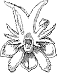 The flower of the orchid, Oberonia griffithiana