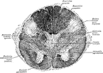Section of the medulla oblongata at the pyramidal tracts.