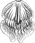 "Lip of Warrea bidentata" (Warrea lindeniana). -Lindley, 1853