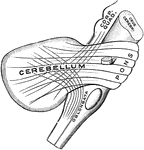 Semidiagram of the three cerebellar peduncles.