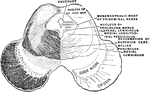 Section of the midbrain through the level of the inferior quadrigeminal body.