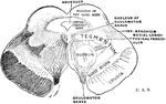 Section of the midbrain through the level of the superior quadrigeminal body.