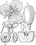 "Aneilema crispatum; 1. a flower; 2. the calyx and pistil; 3. the capsule; 4, 5, seeds; 6. a section of ditto showing the embryo; 7. the papilla; 8. the embryo." -Lindley, 1853