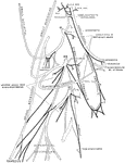 Plan of the cervical plexus.
