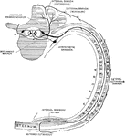 Plan of a typical intercostal nerve.