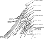Plan of sacral plexus with the pudendal plexus.