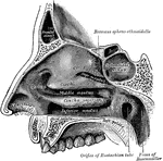 Outer wall of nasal fossa.