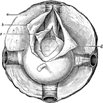 The capsule of T&eacute;non consists of a thin membrane which envelops the eyeball from the optic nerve to the ciliary region, separating it from the orbital fat and forming a socket in which it plays. Shown is the capsule of T&eacute;non. The aponeurosis is seen from behind forward on the posterior hemisphere of the globe. Labels: a, Cellulofibrous intermuscular lamina; b, deep leaf of the sheath incised at the point where it leaves the muscle to fold itself on the posterior hemisphere when it forms the posterior capsule; d, Partly incised; c, Serous membrane.